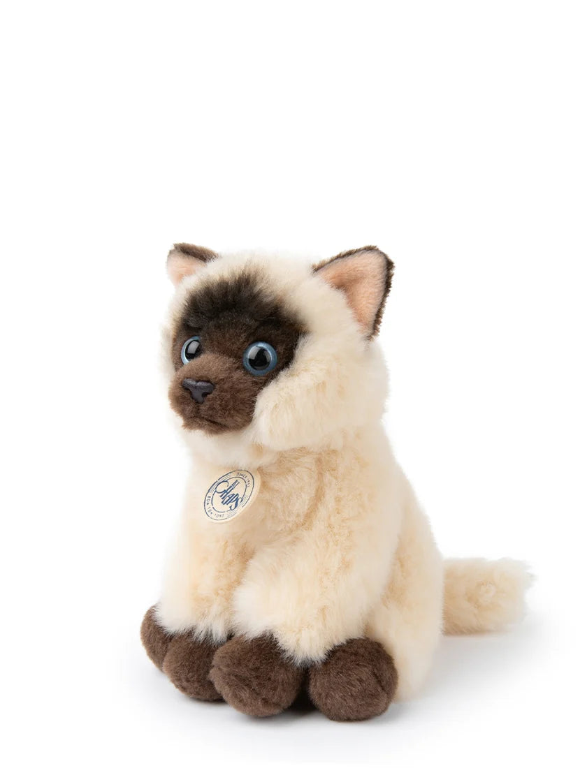 B.T. CHAPS | Eddie The Siamese in Giftbox | 17cm